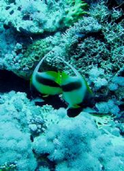 Love Is.
Taken on Yolander Reef in Ras Mohammad National... by Pat Queenan 